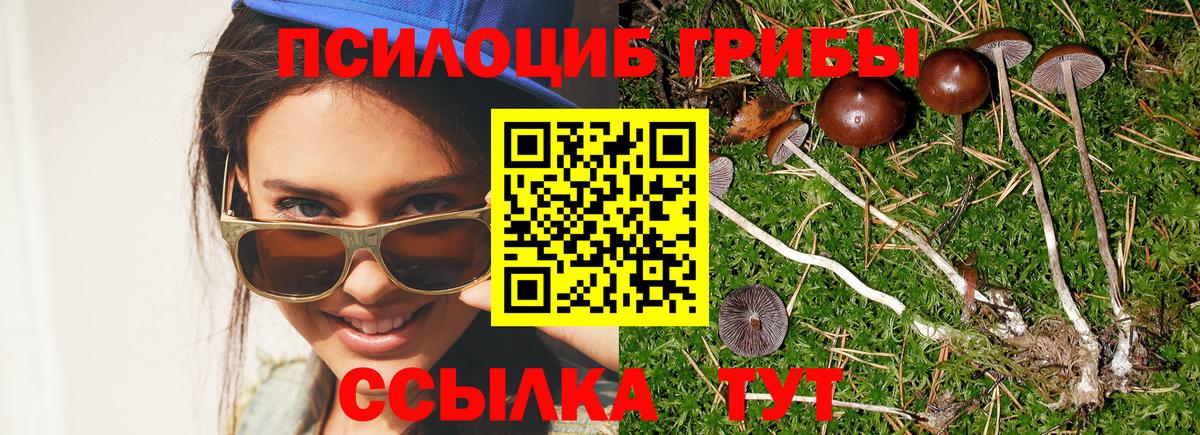 Псилоцибиновые грибы Psilocybe Кушва